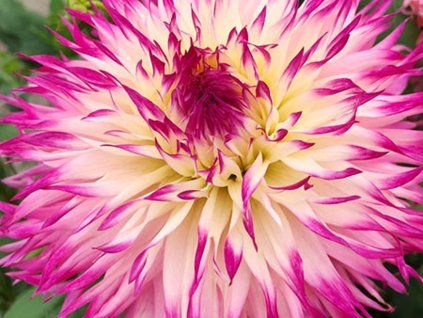 Jiřina 'Pinelands Princess'  Dahlia'Pinelands Princess'