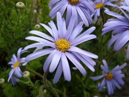 Hvězdnice natalenská - Aster natalensis  Aster natalensis
