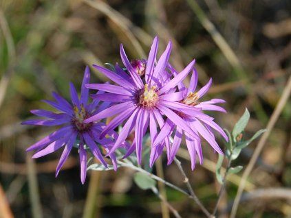 Hvězdnice sericeus - Aster sericeus  Aster sericeus