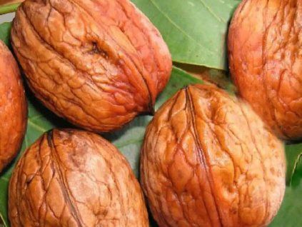 Ořešák královský 'Ronde de Montignac'  Juglans regia 'Ronde de Montignac'