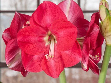 Amarylis 'Candy Cream'  Hippeastrum 'Candy Cream'