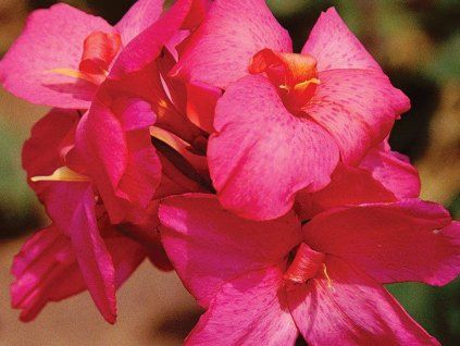 Kana 'Pink Futurity'  Canna 'Pink Futurity'