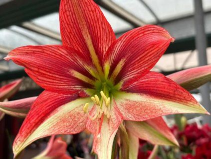 Amarylis 'Happy Valley'  Hippeastrum 'Happy Valley'