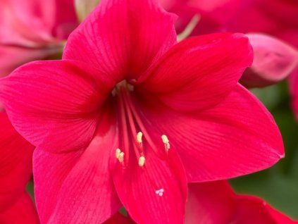 Amarylis 'Pleasure'  Hippeastrum 'Pleasure'