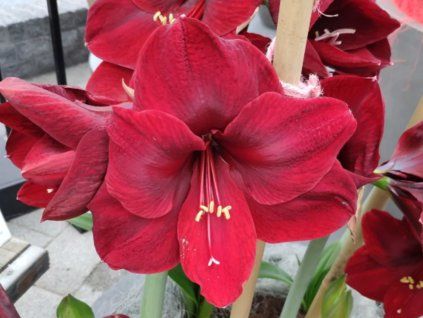 Amarylis 'Red Reality'  Hippeastrum 'Red Reality'