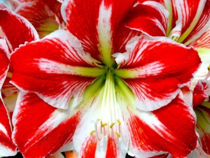 Amarylis 'Spartacus'  Hippeastrum 'Spartacus'