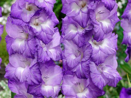 Mečík 'Nori'  Gladiolus 'Nori'