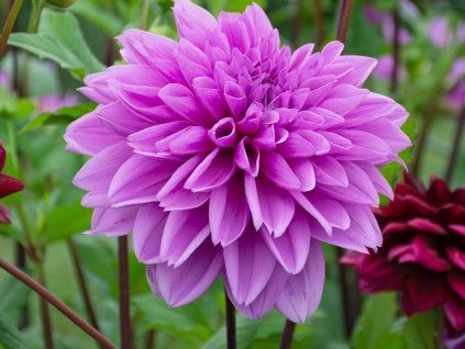 Jiřina 'Lilac Time'  Dahlia 'Lilac Time'