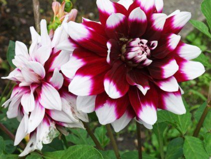 Jiřina 'Mystery Day'  Dahlia 'Mystery Day'