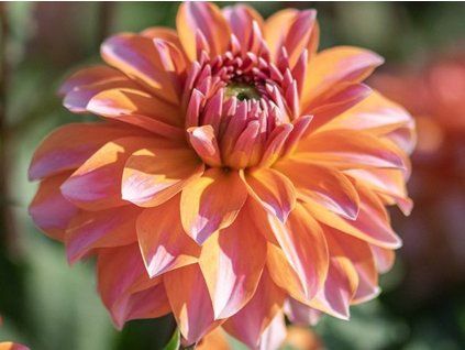 Jiřina 'Peaches and Vanilla'  Dahlia 'Peaches and Vanilla'