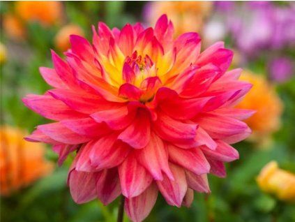 Jiřina 'Rainbow Silence'  Dahlia 'Rainbow Silence'
