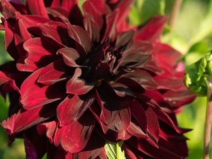 Jiřina 'Rip City'  Dahlia 'Rip City'