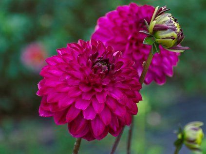 Jiřina 'Romantica'  Dahlia'Romantica'
