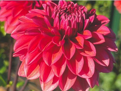 Jiřina 'Salmon Runner'  Dahlia'Salmon Runner'