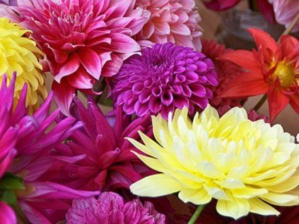 Jiřina 'Surprise Mix'  Dahlia 'Surprise Mix'