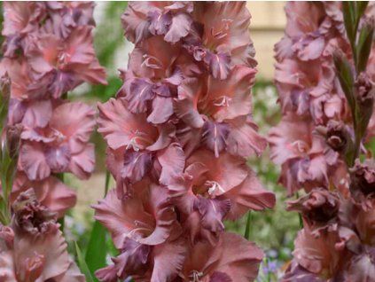 Mečík 'Tiramisu'  Gladiolus'Tiramisu'