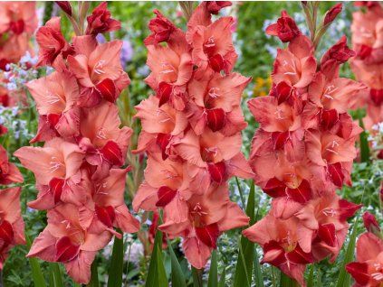 Mečík 'Soul'  Gladiolus'Soul'