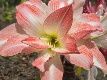 Amarylis 'Giant Amadeus'  HippeastrumDouble Galaxy 'Giant Amadeus'