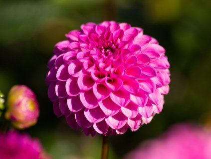 Jiřina 'Jan Van Schaffelaar'  Dahlia 'Jan Van Schaffelaar'