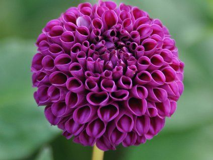 Jiřina 'Rocco'  Dahlia 'Rocco'