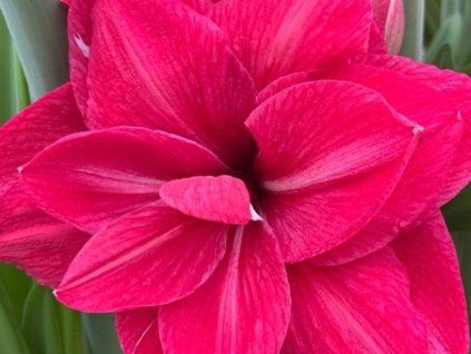 Amarylis 'Pink Symphony'  Hippeastrum DOUBLE GALAXY 'Pink Symphony'
