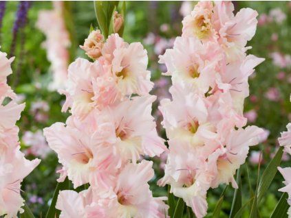 Mečík 'Pink Lightning'  Gladiolus'Pink Lightning'