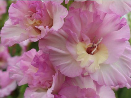 Mečík 'Magenta Princess'  Gladiolus'Magenta Princess'