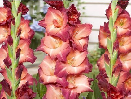 Mečík 'Ocaso'  Gladiolus 'Ocaso'