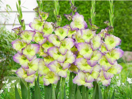 Mečík 'Moonlight Shadow'  Gladiolus 'Moonlight Shadow'