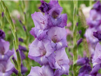 Mečík 'Mojito'  Gladiolus'Mojito'