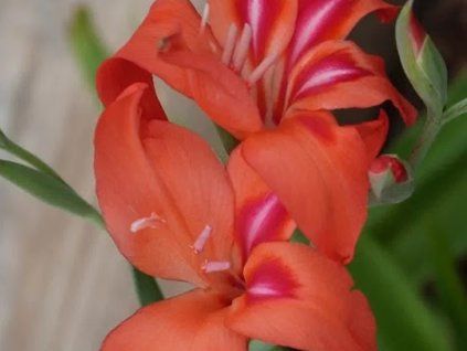 Mečík drobnokvětý 'Amanda Mahy'  Gladiolus nanus 'Amanda Mahy'