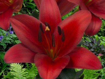 Lilie 'Orfeo'  Lilium 'Orfeo'