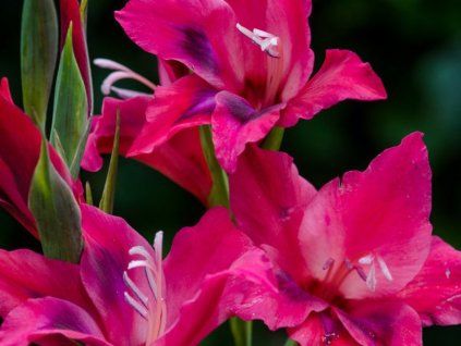 Mečík 'Vulcano'  Gladiolus 'Vulcano'