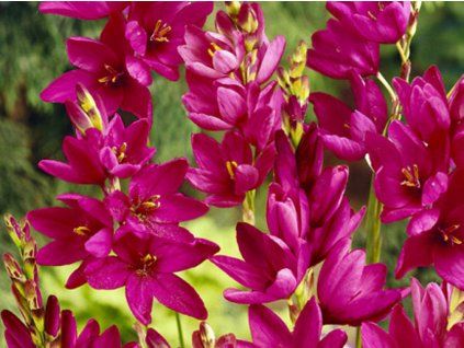 Ixia 'Venus'  Ixia 'Venus'