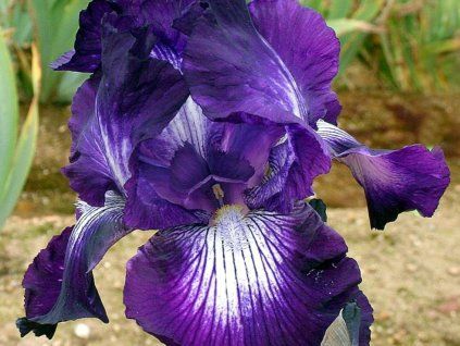 Kosatec německý 'Exotic Star'  Iris germanica 'Exotic Star'
