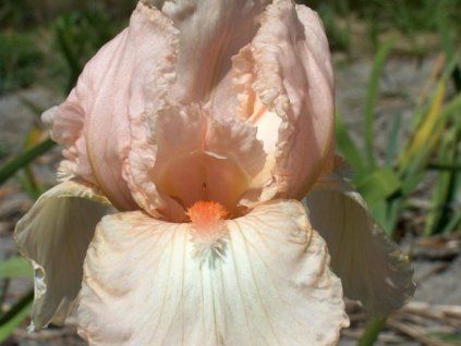 Kosatec německý 'Flirtatious'  Iris germanica 'Flirtatious'
