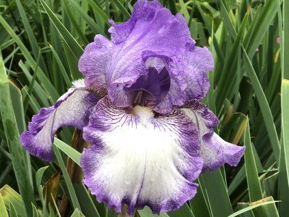 Kosatec německý 'Earl of Essex'  Iris germanica 'Earl of Essex'