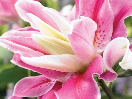 Lilie 'Lilac Cloud'  Lilium 'Lilac Cloud'