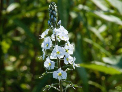Rozrazil hořcovitý - Veronica gentianoides  Veronica gentianoides