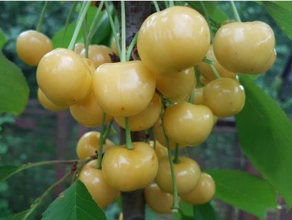 Třešeň 'Dachnica'  Prunus avium 'Dachnica'