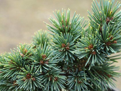 Smrk Engelmannův 'Low Blow'  Picea engelmannii 'Low Blow'