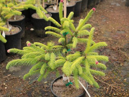 Smrk ztepilý 'Dandylion'  Picea abies 'Dandylion'