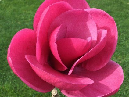 Magnolie 'Watermelon' PBR  Magnolia 'Watermelon' PBR