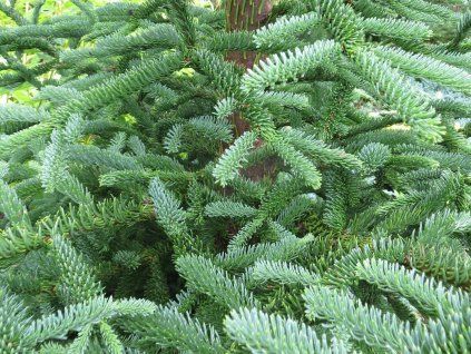 Jedle vznešená 'Rat Tail'  Abies procera 'Rat Tail'