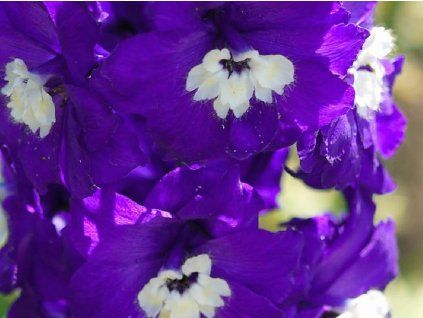 Ostrožka 'Pacific-Serie Giant King Arthur' - Delphinium 'Pacific-Serie Giant King Arthur'  Delphinium 'Pacific-Serie Giant King Arthur'