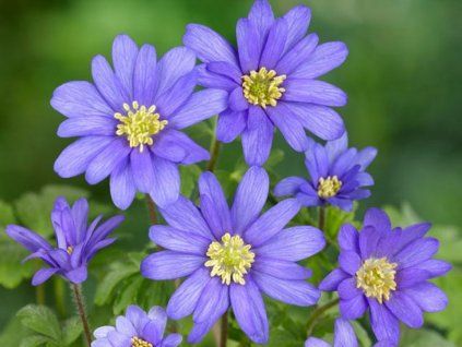 Sasanka rozkošná 'Blue Shades' - Anemone blanda 'Blue Shades'  Anemone blanda 'Blue Shades'