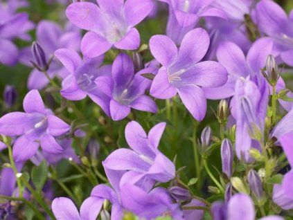 Zvonek dalmatský 'Catharina Impr' - Campanula portenschlagiana 'Catharina Impr'  Campanula portenschlagiana 'Catharina Impr'
