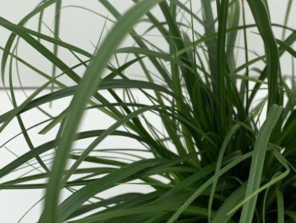 Ostřice ošímenská 'Evergreen' - Carex oshimensis 'Evergreen'  Carex oshimensis 'Evergreen'