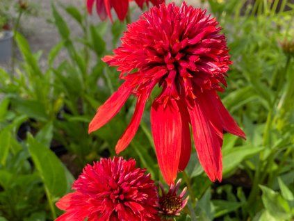 Třapatka nachová 'Eccentric' - Echinacea 'Eccentric'  Echinacea 'Eccentric'