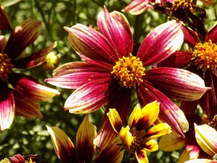 Krásnoočko přeslenité 'Sunstar Rose' - Coreopsis verticillata 'Sunstar Rose'  Coreopsis verticillata 'Sunstar Rose'